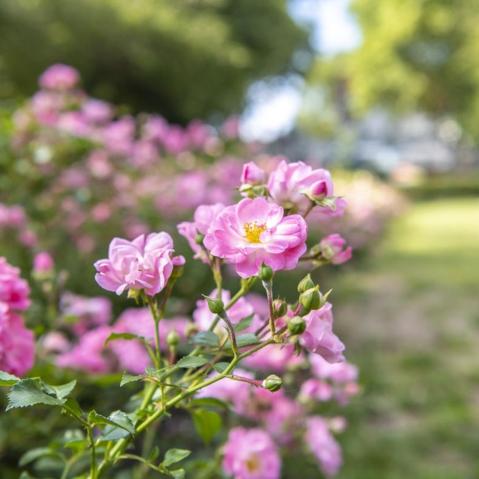 Blüte, Rosenbüsche, Rasenfläche im Stadtgarten Herne

Bildnachweis: Thorsten Arendt (vergrößerte Bildansicht wird geöffnet)