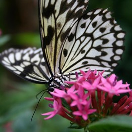 Schmetterling auf Blüten