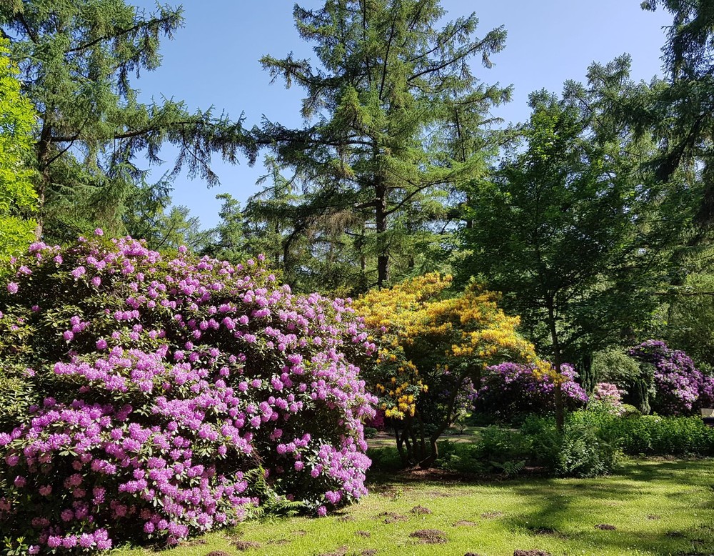 Hauptfriedhof Dortmund, Rhododendronbüsche