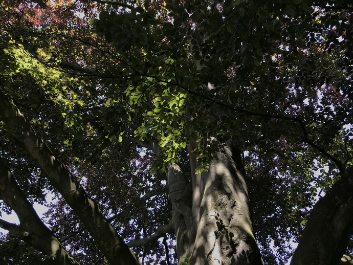 Das imposante Blätterdach der Blutbuche in Meck's nostalgischem Landgarten in Lippetal