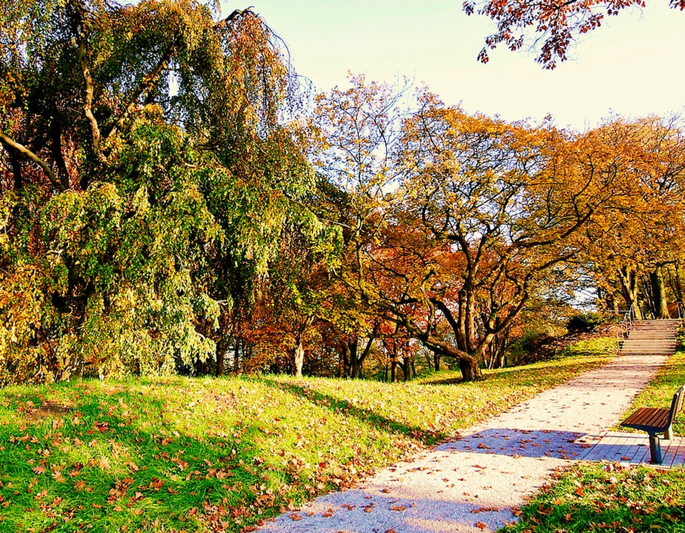 Parklandschaft Johannisberg, Kammpfad mit Geschlitztblättrigem Ahorn im Herbst