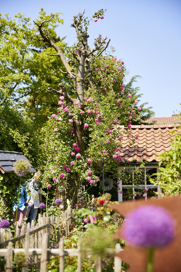 Baum mit Rosen bewachsen im Garten Brand, Salzkotten