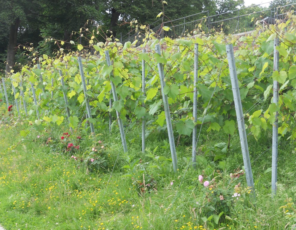 Weinreben im Winzerschen Garten am Johannisberg.