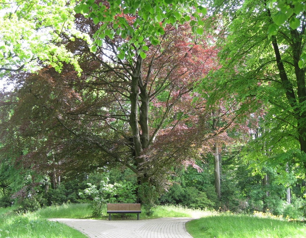 Parklandschaft Johannisberg in Bielefeld, Blut-Buche auf dem Kammpfad