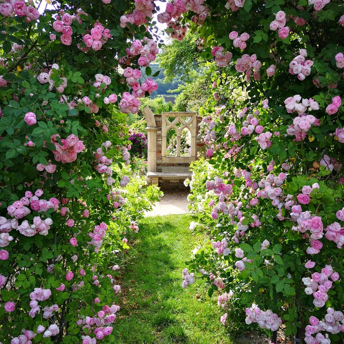 Sauerländer Blütengarten in Olsberg, Laubengang mit Rosen behangen zu Ruine (vergrößerte Bildansicht wird geöffnet)