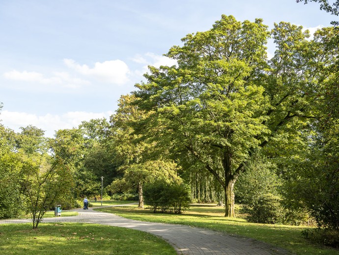 Zahlreiche Rosenbüsche, die zwischen den Zierkirschen der Allee liegen.