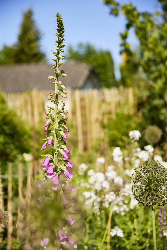 Blumen im Garten Bergschneider in Paderborn