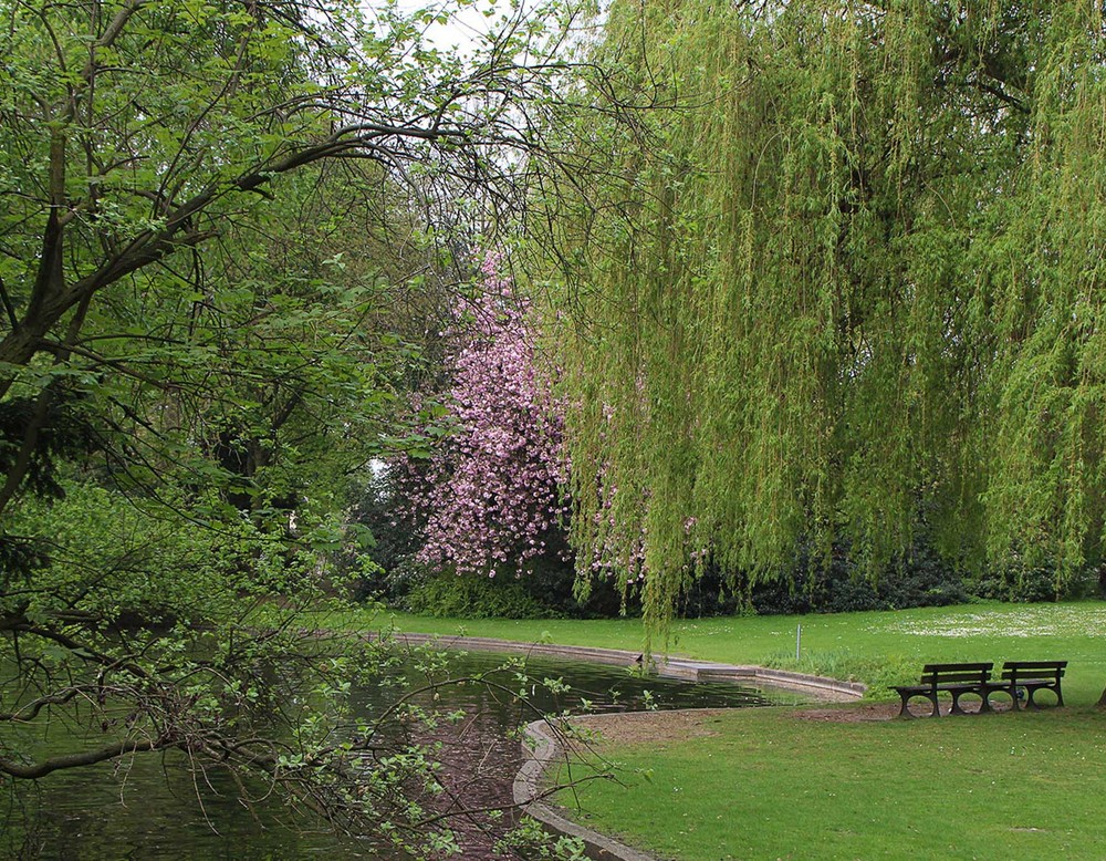 Zwei Bänke unter einer Trauerweide laden zum Verweilen am Teich des Stadtgartens Gelsenkirchen ein.