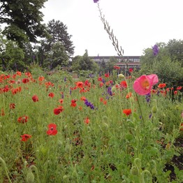 Wildblumenwiese mit Klatschmohn