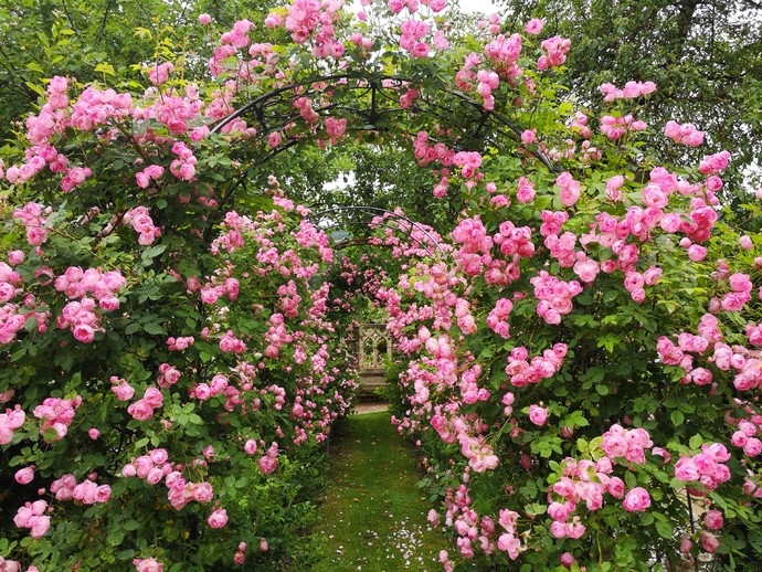 Olsberg: Sauerländer Blütengarten. Laubengang mit blühenden Rosen.