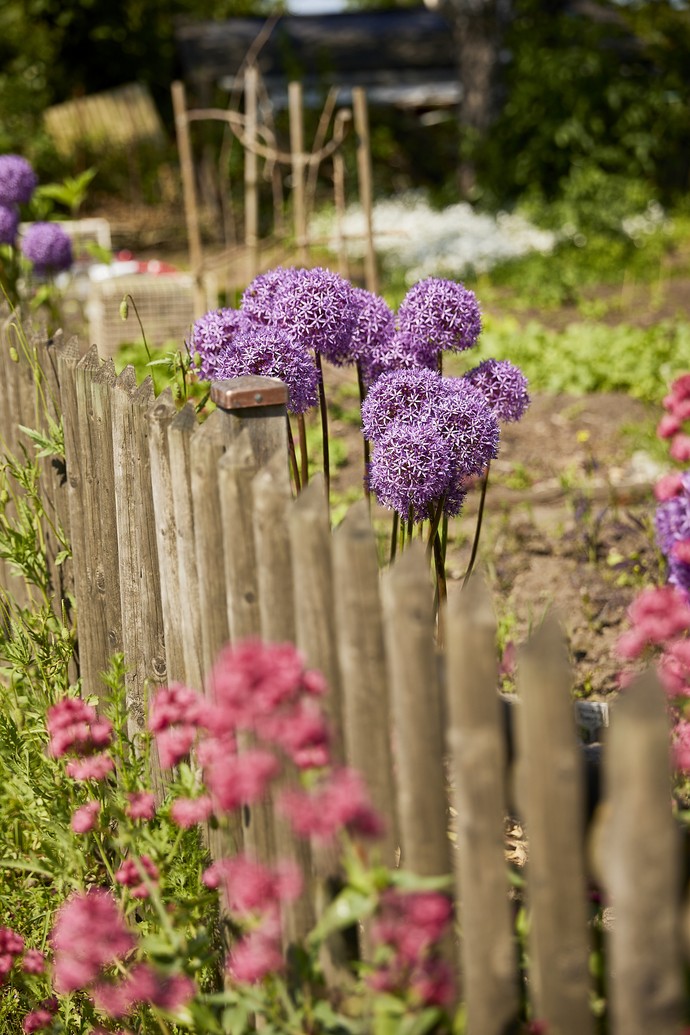 Blumen im VHS Ideengarten in Paderborn