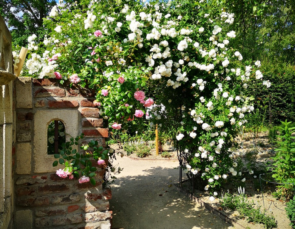 Olsberg, Sauerländer Blütengarten. Ruine mit Ramblerrosen.