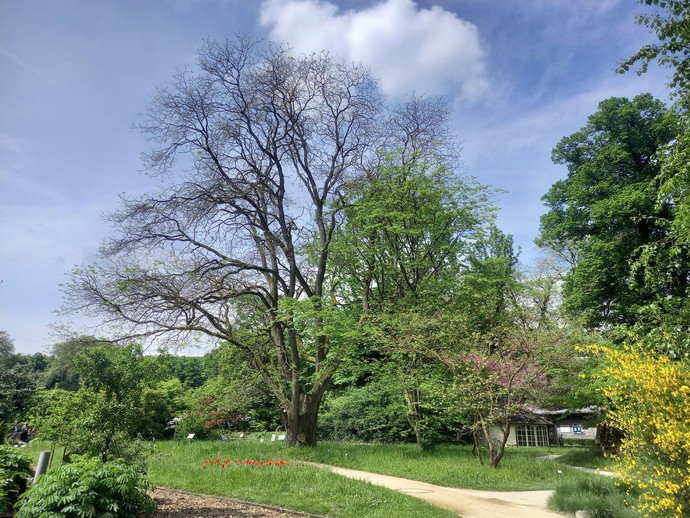 Naturdenkmal 2: Japanischer Schnurbaum im Botanischen Garten Münster
