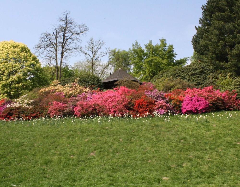 Azaleenhügel im Rombergpark Dortmund.